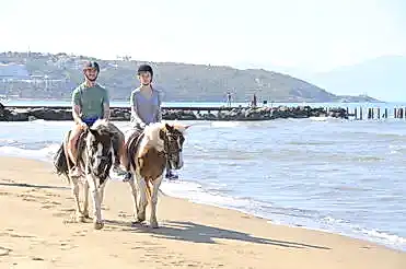 horse safari park