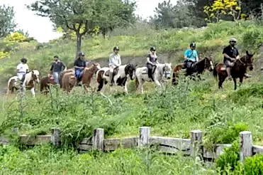 forest tour with horses